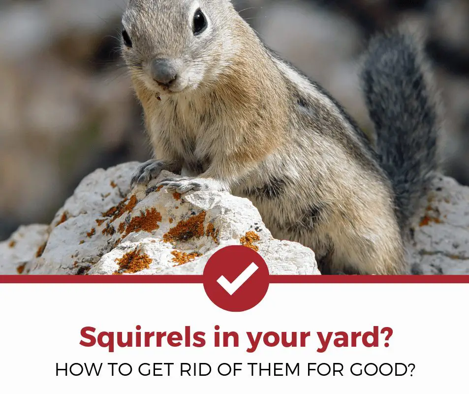 Get Rid Of Squirrel In Yard