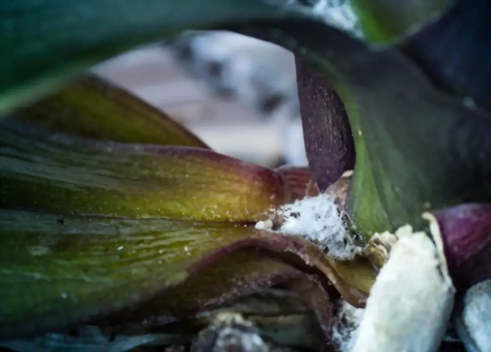 How To Get Rid Of Mealybugs