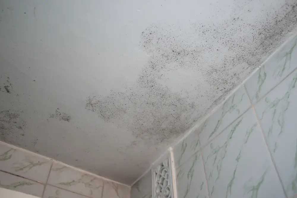 How To Remove Mold From Bathroom Ceiling 56 Off Ingeniovirtual Com - How To Clean Mold Spots Off Bathroom Walls