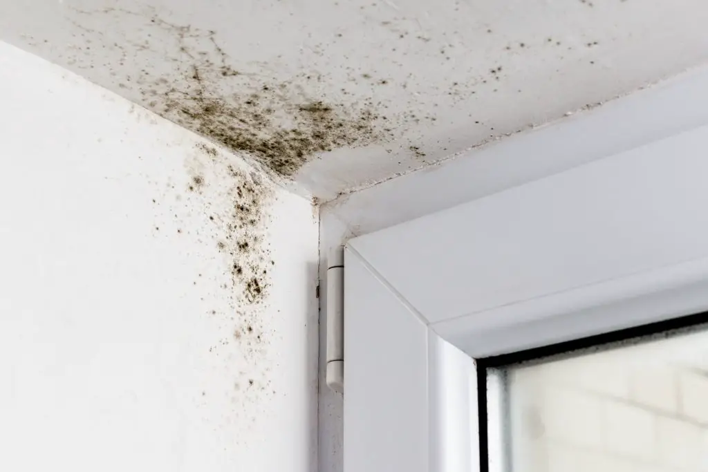 How To Kill Mold On Walls A Common Problem