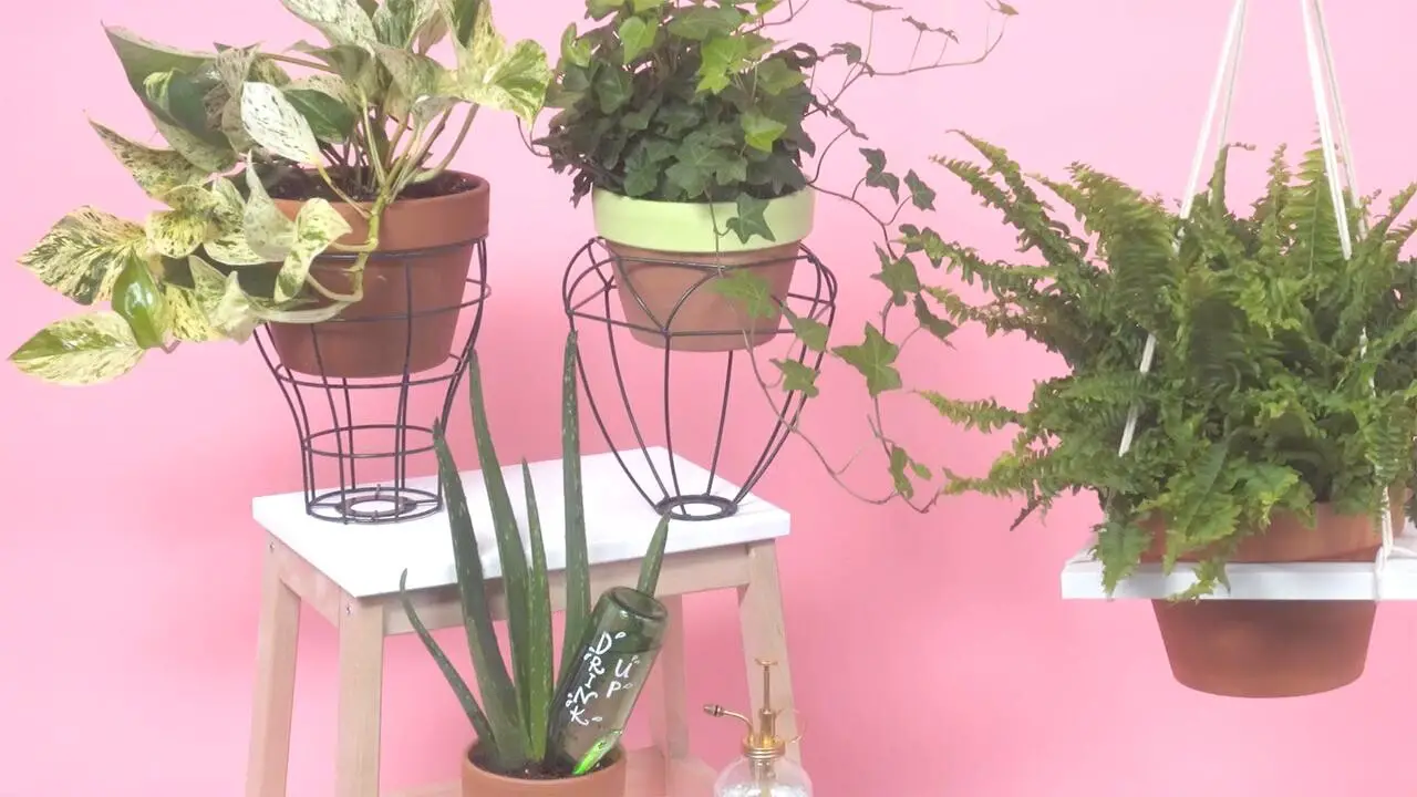 3 Easy DIY for Your Plants